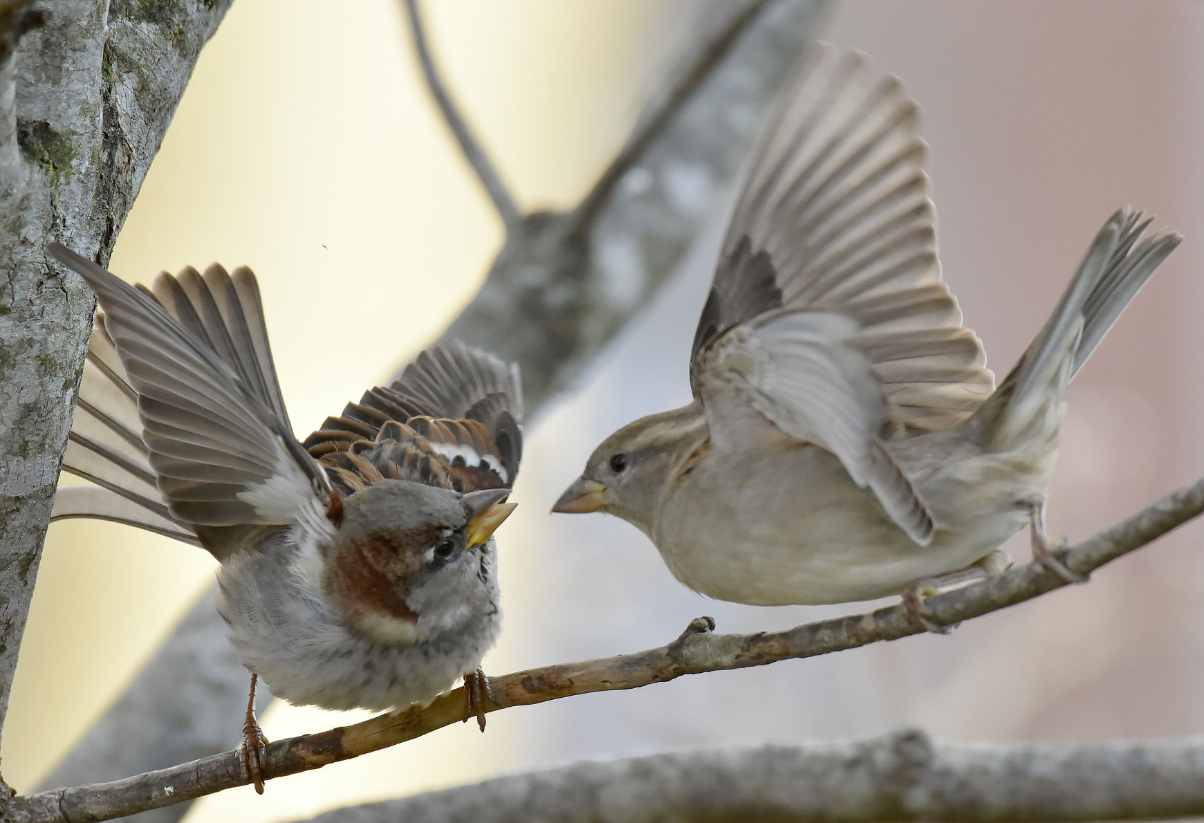 Bird Fights